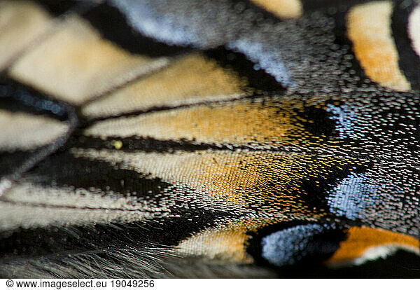 Tiger Swallowtail Wing Detail