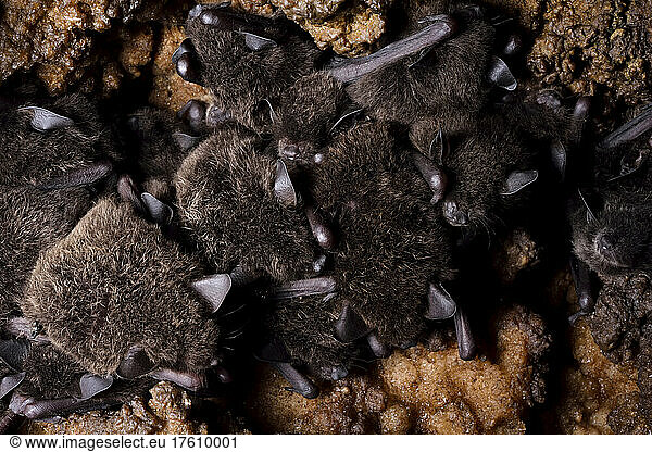 Tightly packed small bats sleep on the roof of Cueva de Villa Luz in Tabasco  Mexico.; Tabasco State  Mexico.