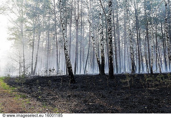 Tilburg - Moergestel  Netherlands. Due to climate change causing a huge draught  uncontrolable forrest fires occur more and more frequently  especially in vulnerable area's.