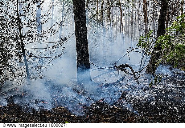 Tilburg - Moergestel  Niederlande. Aufgrund des Klimawandels  der eine enorme Trockenheit verursacht  kommt es immer häufiger zu unkontrollierbaren Waldbränden  insbesondere in gefährdeten Gebieten.