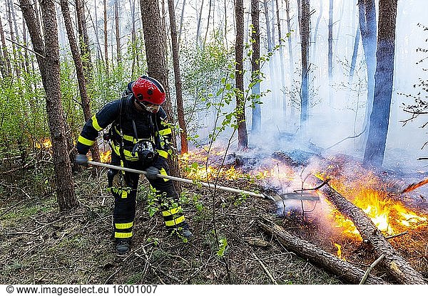 Tilburg - Moergestel  Niederlande. Aufgrund des Klimawandels  der eine enorme Trockenheit verursacht  kommt es immer häufiger zu unkontrollierbaren Waldbränden  insbesondere in gefährdeten Gebieten.