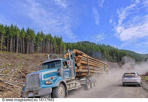 Timber transport in the rainforest of Vancouver Island. 90% of the island's rainforest has been harvested and beautiful trees are exceptional - Vancouver Island - British Columbia - Canada