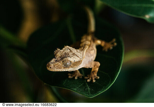 Tint crested gecko on green leaf