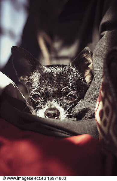 Tiny black cute chihuahua dog snuggles in warm coat in sunshine