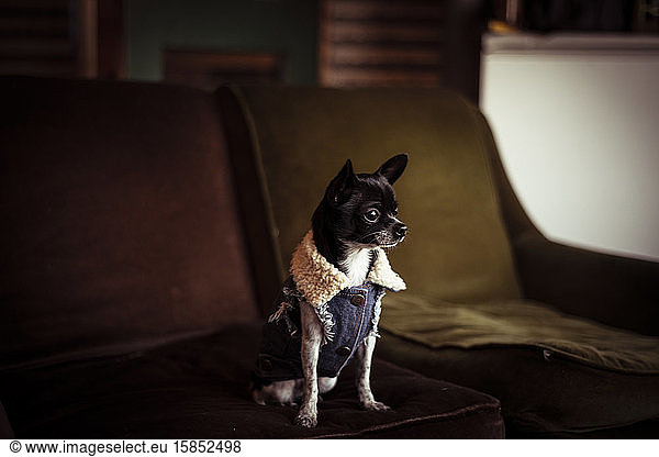 Tiny handsome chihuahua puppy in denim jacket sits on couch by window