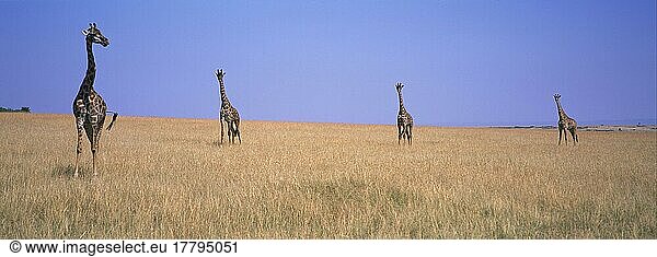 tippelskirchii  Massaigiraffe  Massaigiraffen (Giraffa camelopardalis)  Giraffen  Huftiere  Paarhufer  Säugetiere  Tiere  Massaigiraf