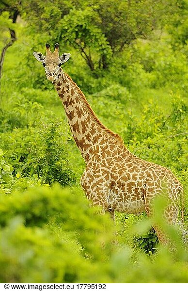 tippelskirchii  Massaigiraffe  Massaigiraffen (Giraffa camelopardalis)  Giraffen  Huftiere  Paarhufer  Säugetiere  Tiere  Massaigiraf