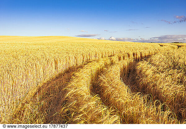 Tire tracks across vast barley field in summer