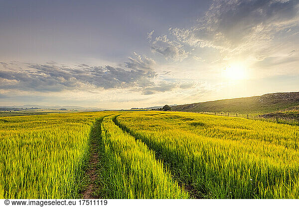 Tire tracks stretching across barley (Hordeum vulgare) field at summer sunset