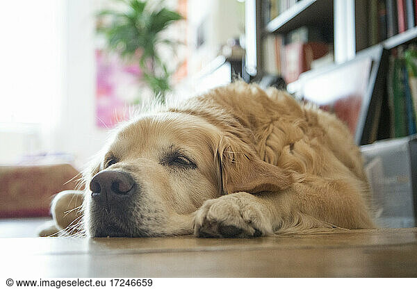 Tired golden retriever lying on parquet floor at home