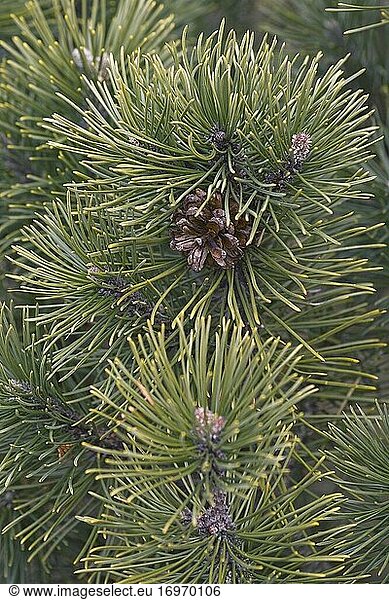 Tiroler Latschenkiefer (Pinus mugo 'Tyrol').