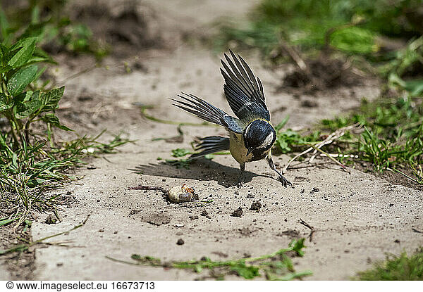 tit bird eats grubbing grub on earth  spring  village