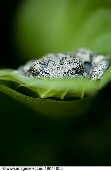 Toad on hosta plant  Maine.