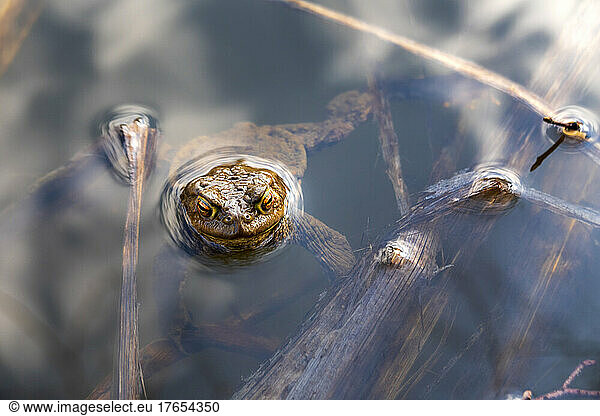 Toad peeking out of water