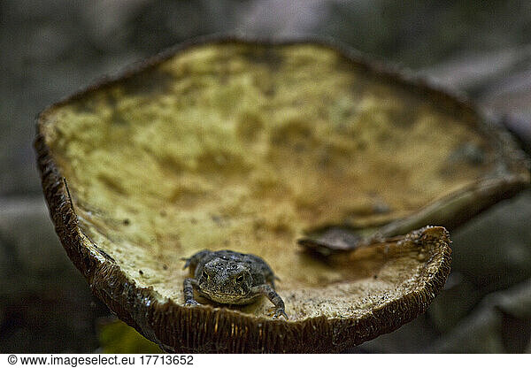 Toad Sitting On A Mushroom; Ontario Canada
