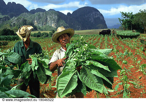Tobacco harvest in Vinales Valley