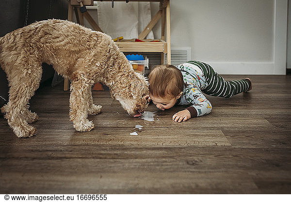 Toddler boy and dog licking spilled milk off wooden floor