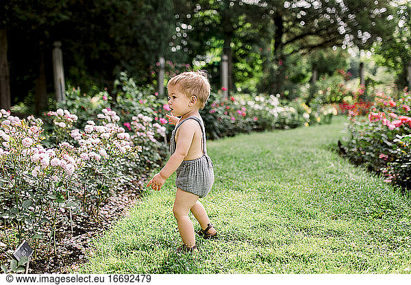 Toddler boy looking at colorful flowers outside in garden