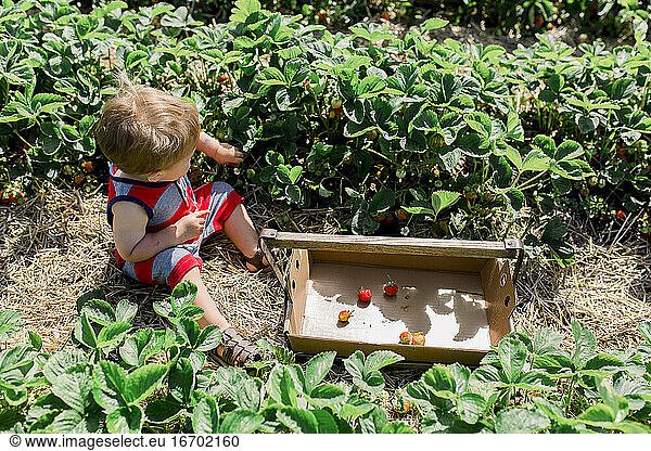Toddler boy sitting in strawberry patch filling bucket