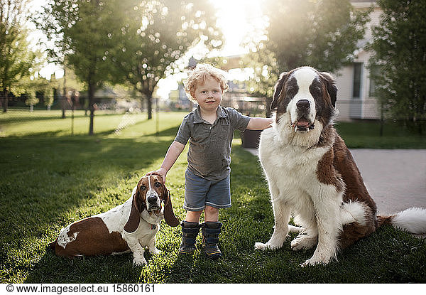 Toddler boy standing grass with 2 dogs in backyard in pretty light