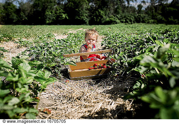 Toddler boy tasting a strawberry in a strawberry patch