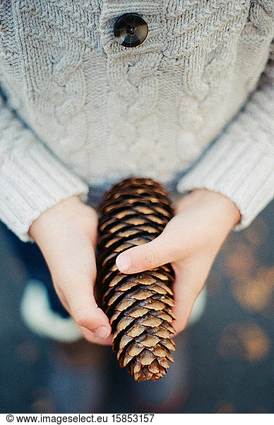 toddler hands holding on to a pine cone.