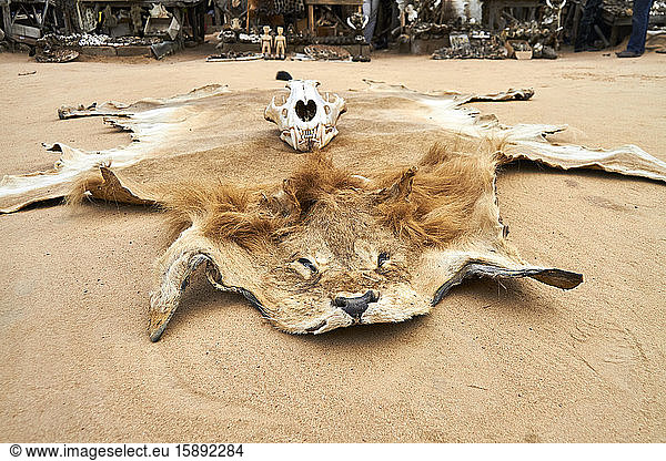 Togo  Lome  Lion hide lying on sand