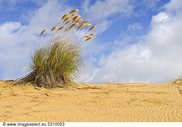 Toitoi grass  auch Toetoe grass oder Tussock grass (Cortaderia sp.)  Sanddünen am Hokianga Harbour  Opononi  Nordinsel  Neuseeland