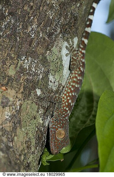 Tokay Gecko (Gecko-Gecko) erwachsen  am Baumstamm festhaltend  Klunkung  Bali  Kleine Sunda-Inseln  Indonesien  September  Asien