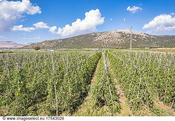 Tomato crops at field on sunny day  Zafarraya  Andalucia  Spain  Europe