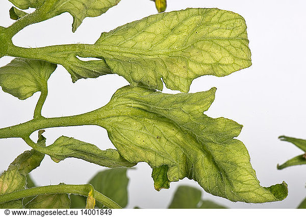 Tomato fern-leaf virus symptom