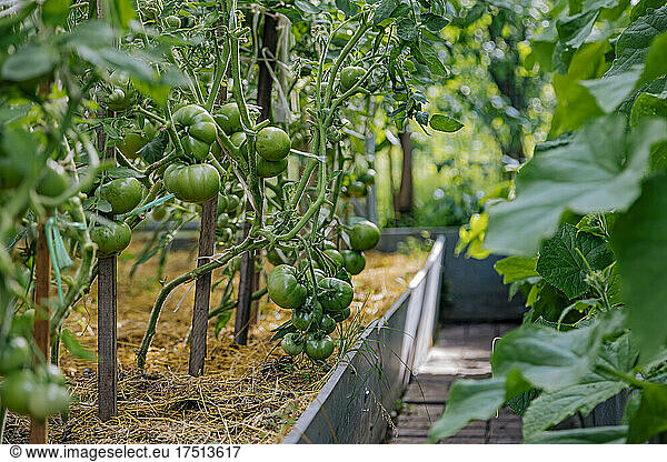 Tomato garden  green tomatoes