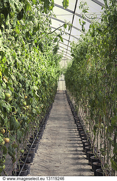Tomato plants in greenhouse