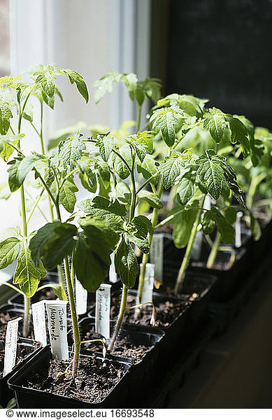 Tomato seedlings growing indoors on a sunny window sill