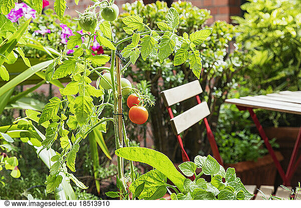 Tomatoes cultivated in balcony garden
