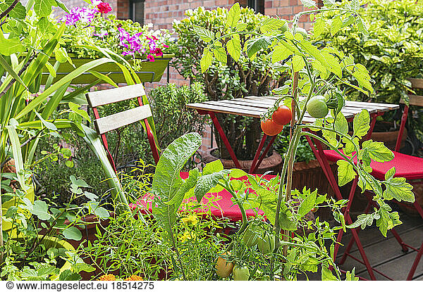 Tomatoes cultivated in balcony garden
