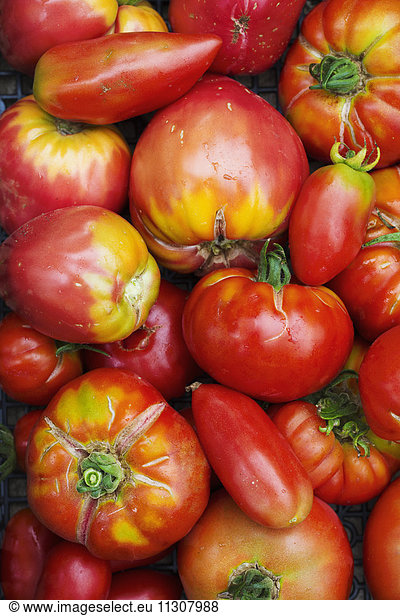 Tomatoes in all shapes and sizes