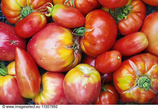 Tomatoes in different shapes and sizes