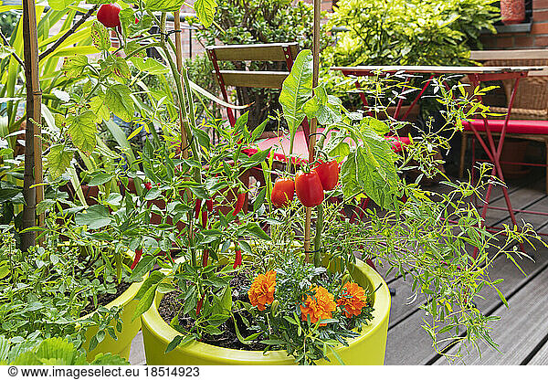 Tomatoes  red chili peppers and marigolds cultivated in balcony garden