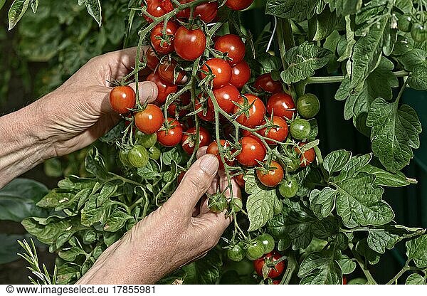 Tomatoes (Solanum lycopersicum) on the bush  Germany  Europe