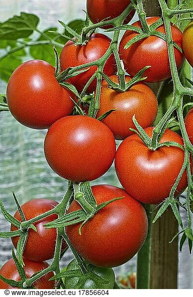 Tomatoes (Solanum lycopersicum) on the bush  Germany  Europe