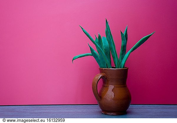 Tonkrug mit grünen Bohnen auf rosa Hintergrund.