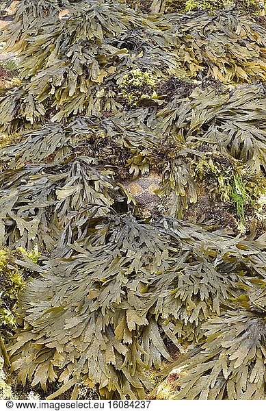 Toothed wrack at low tide