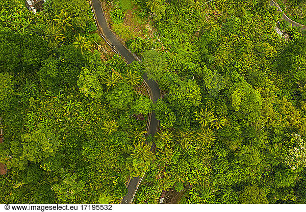 Top down overhead aerial view of asphalt road leading through lush green jungle Curved rural road through the rainforest