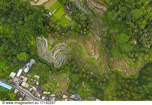 Top down overhead aerial view of farm paddy rice plantations near small rural village in Bali  Indonesia Lush green irrigated fields surrounded by rainforest