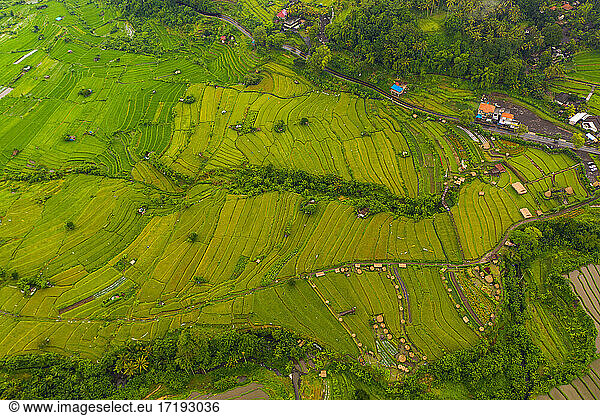 Top down overhead aerial view of lush green paddy rice field plantations with small rural farms in Bali  Indonesia Terraced rice fields on a hill