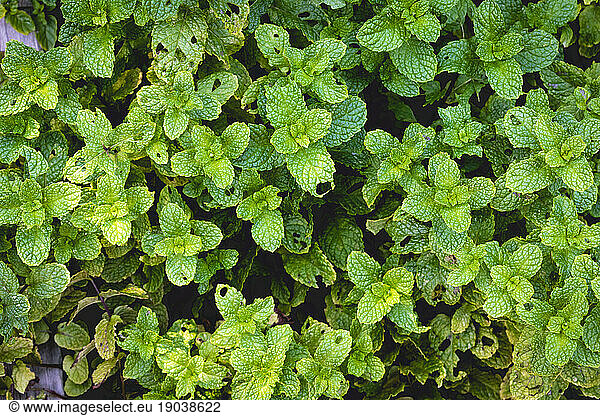 Top down view of mint in outdoor vegetable patch herb garden home