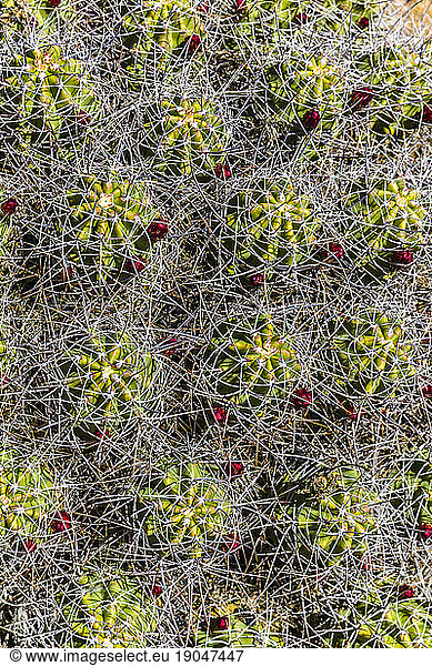 Top view  close up  detail of cactus spines and flowers.