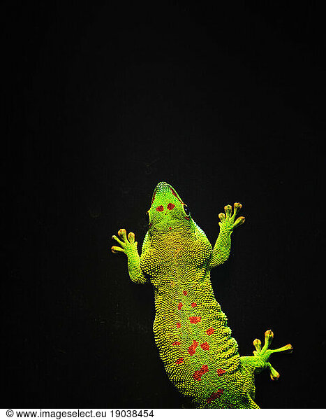 Top view of a captive green gecko lizard with red spots.