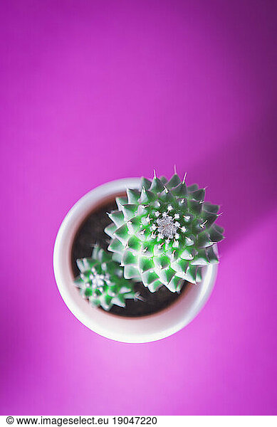 Top view of a potted cactus against pink background